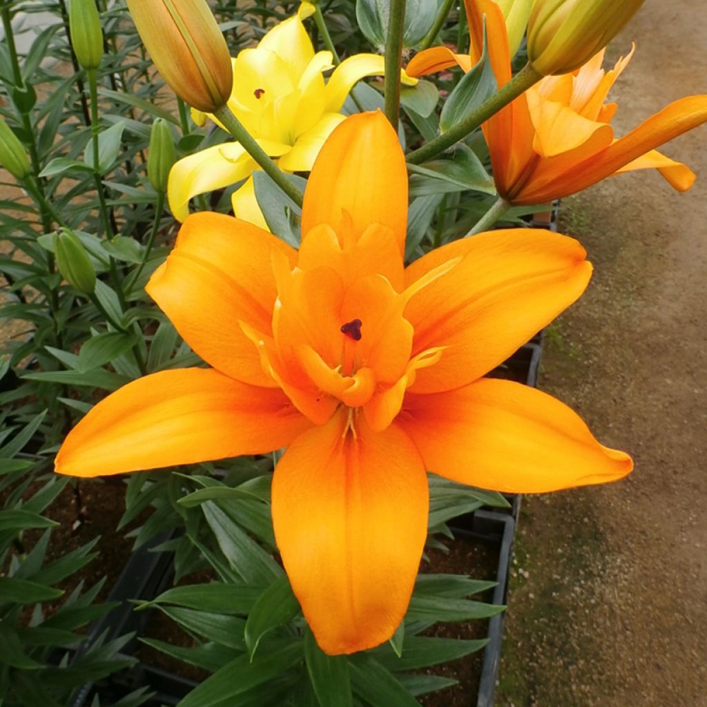 Lilium (x) longiflorum 'Forehand' Butterfly Angel®  - Easter Lily