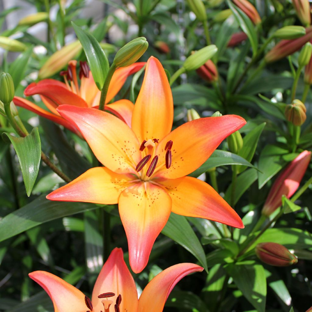 Lilium (x) longiflorum Royal Sunset - Easter Lily