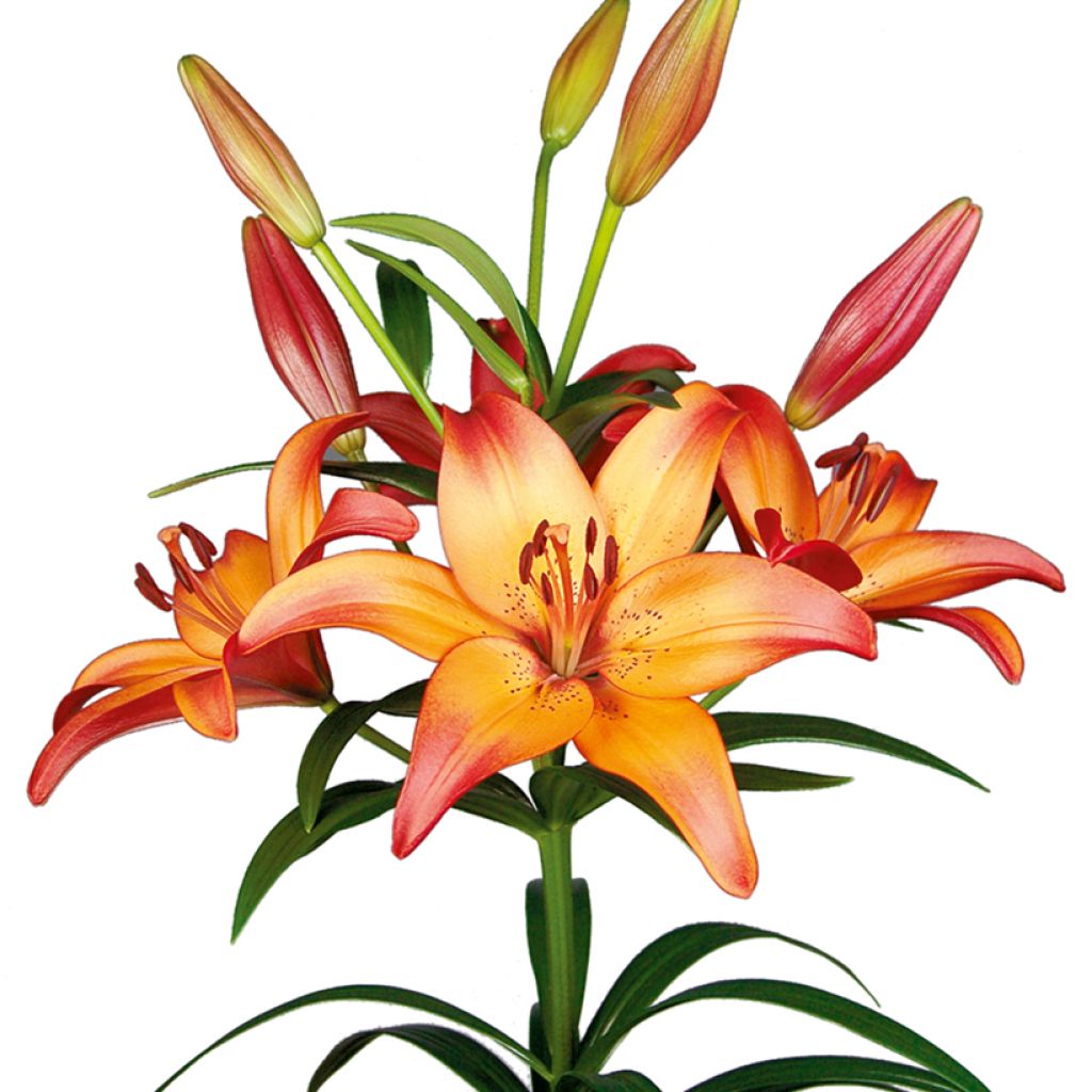 Lilium (x) longiflorum Royal Sunset - Easter Lily