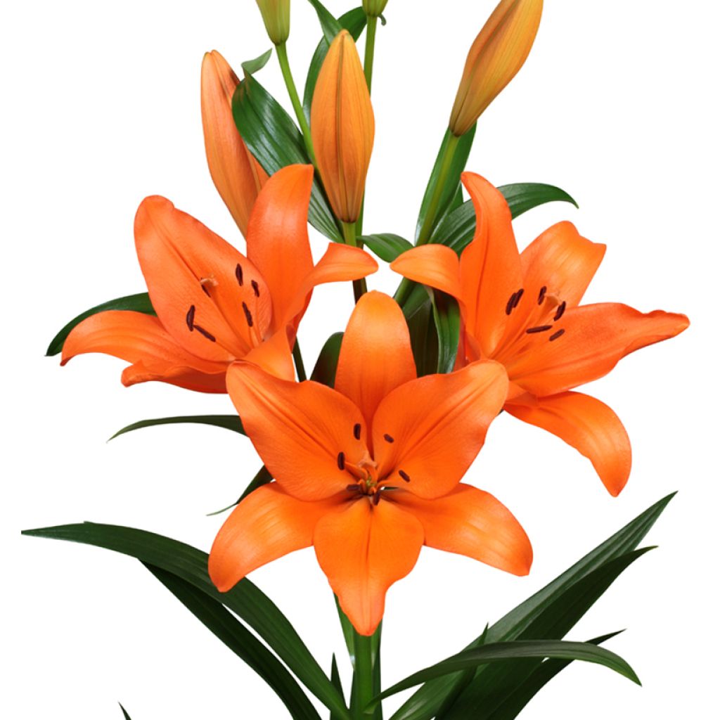 Lilium (x) longiflorum Surfside - Easter Lily