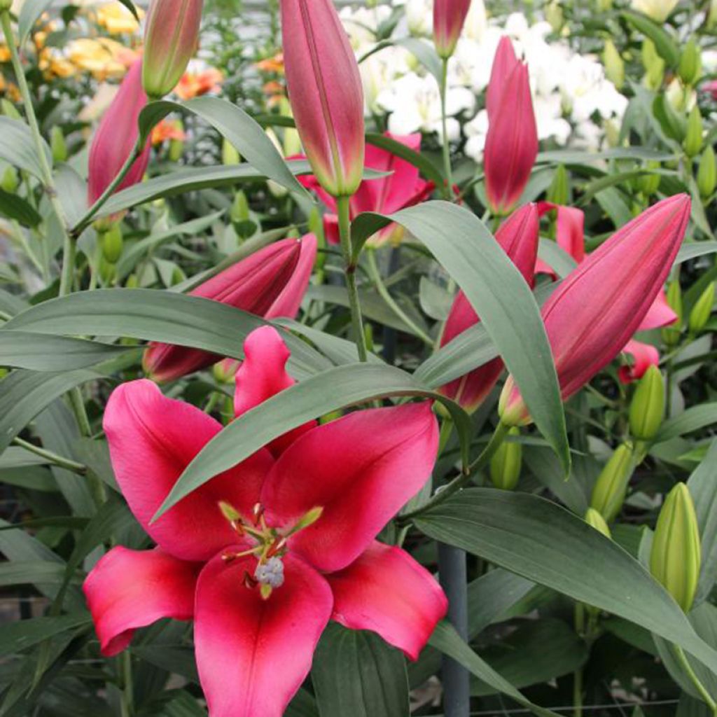 Lilium Red Desire - Lily