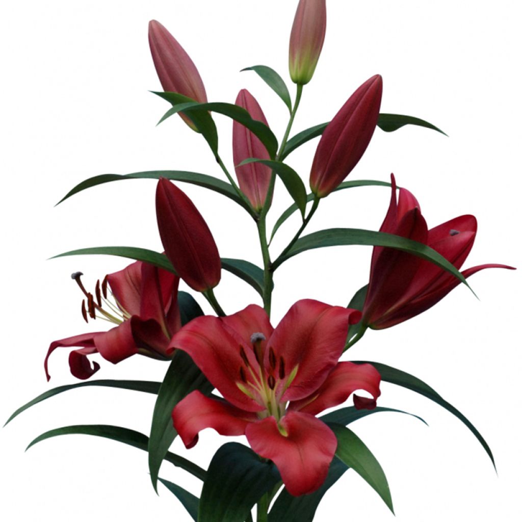 Lilium Red Desire - Lily