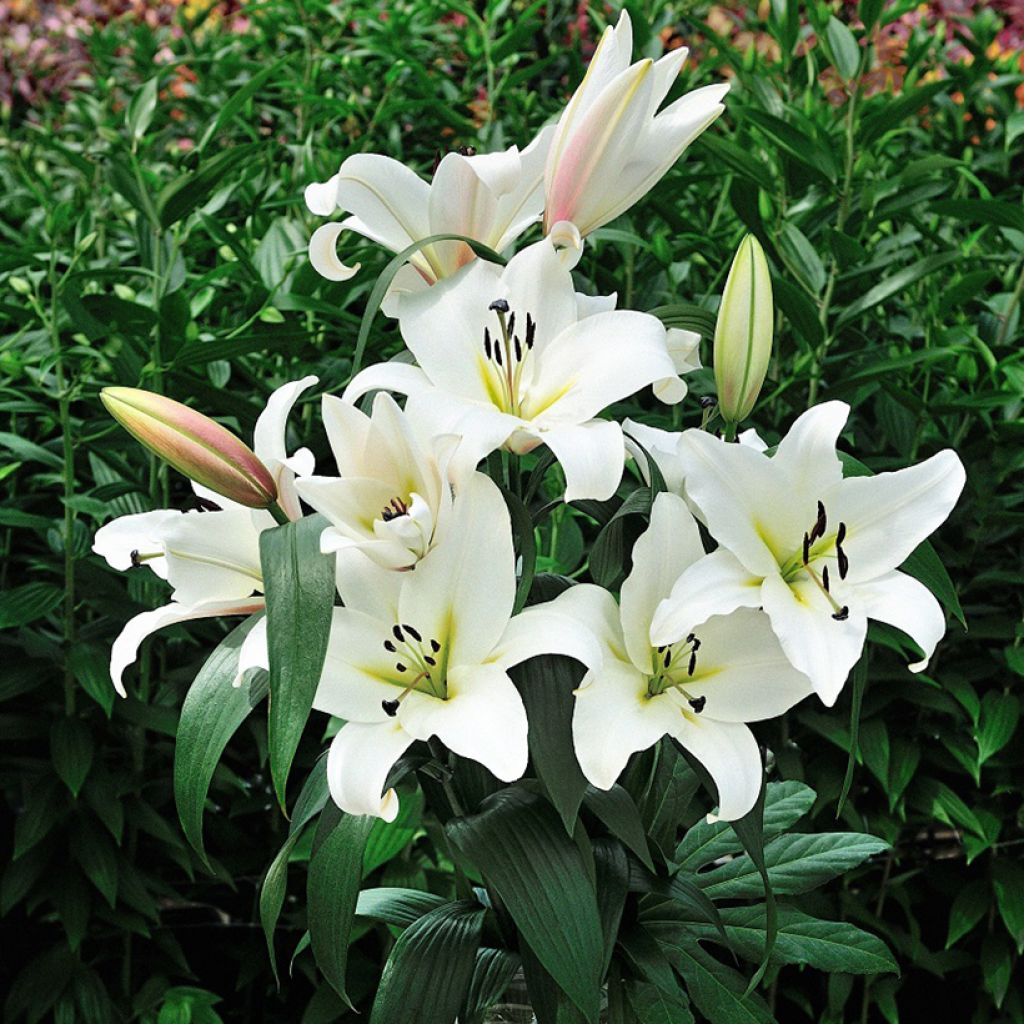 Lilium Saronno - Lily