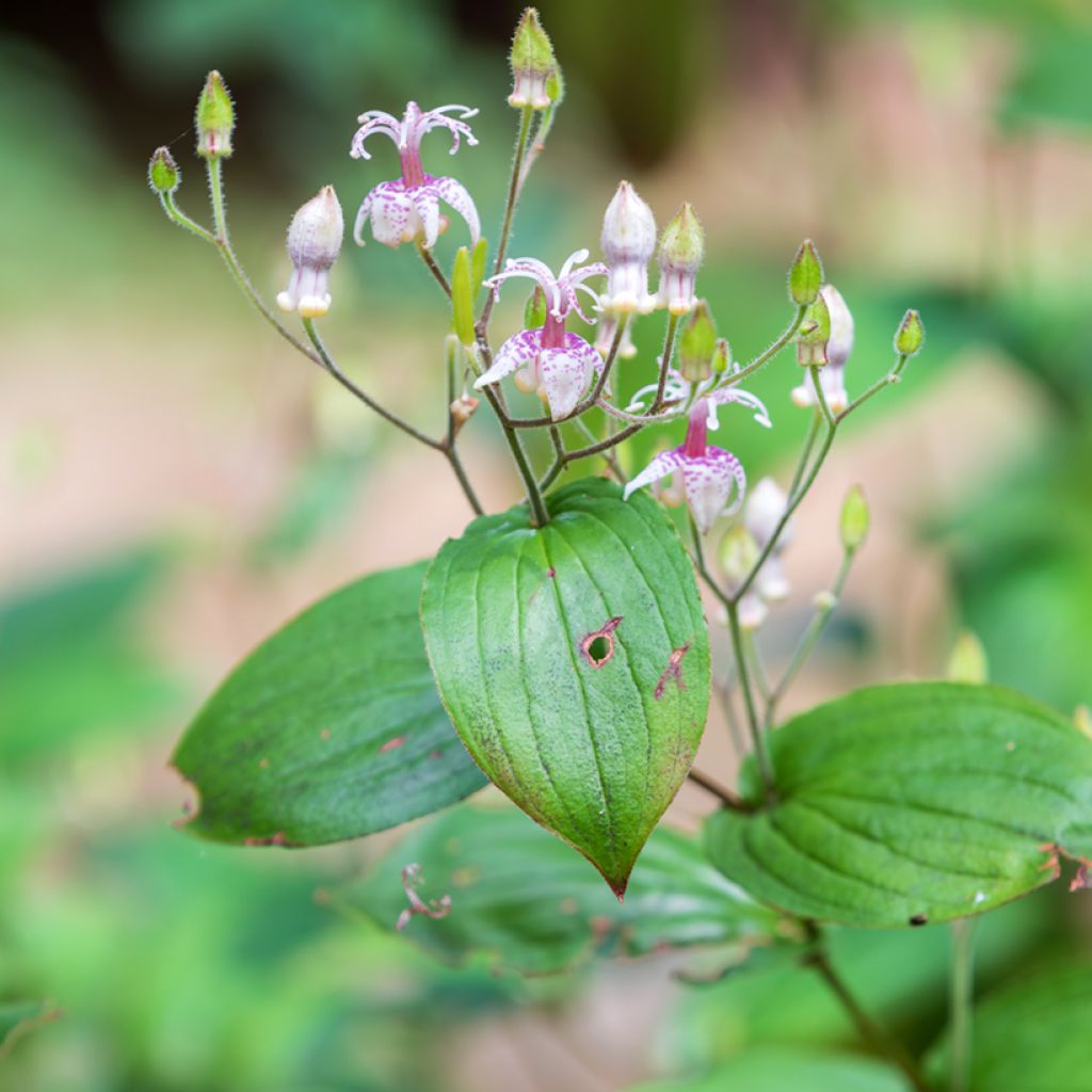 Tricyrtis macropoda - Toad Lily