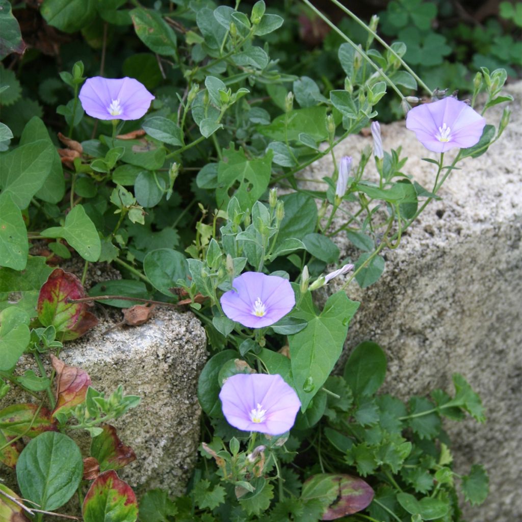 Convolvulus sabatius Compacta - Blue rock bindweed