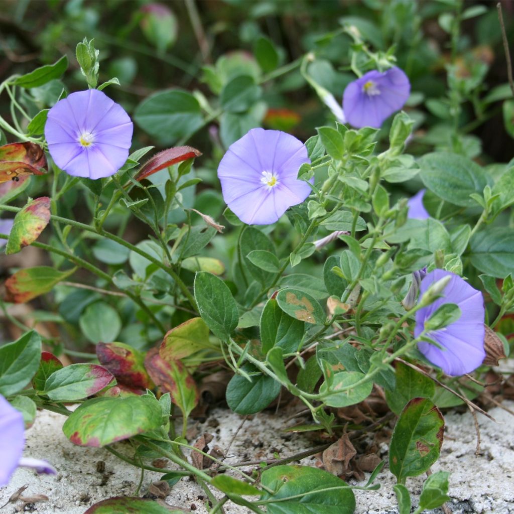 Convolvulus sabatius Compacta - Blue rock bindweed