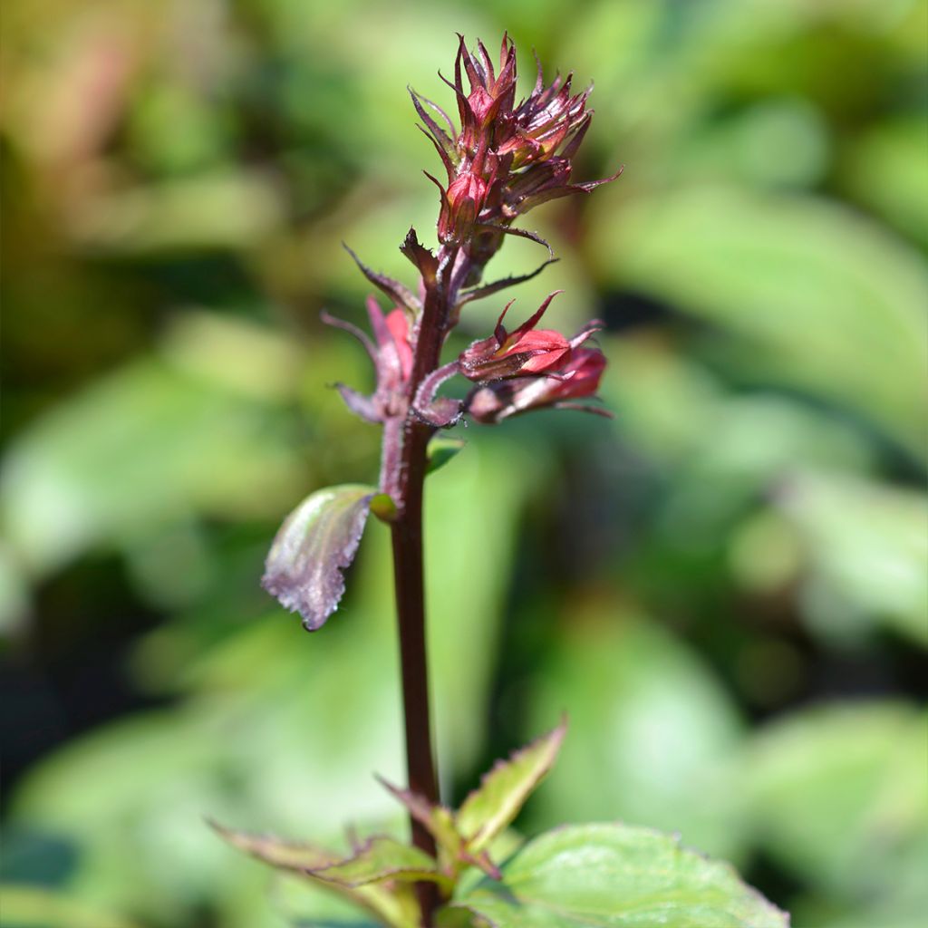 Lobelia speciosa Fan Scharlach