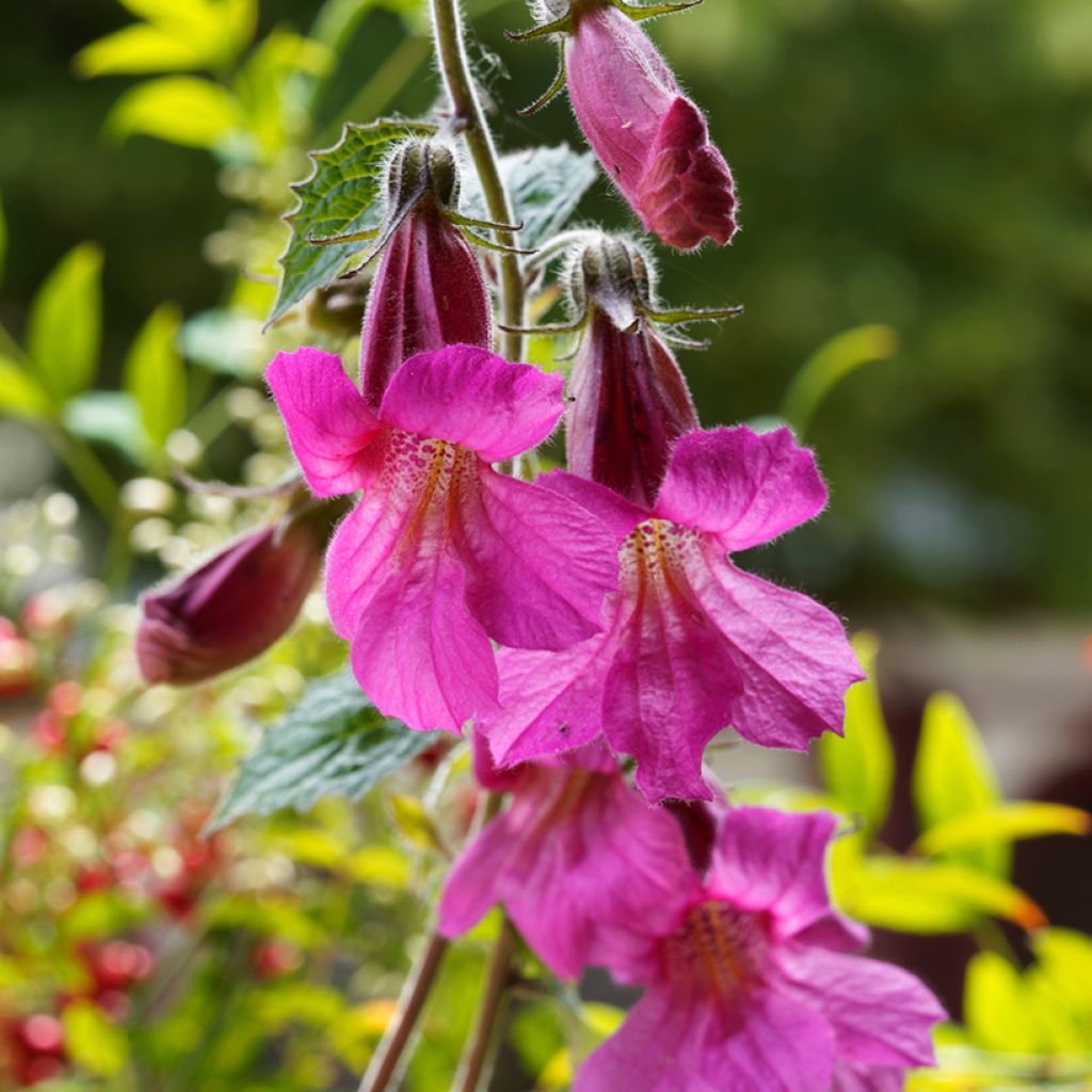 Rose Lofos - Lophospermum scandens Rosea - Voluble Climbing Snapdragon