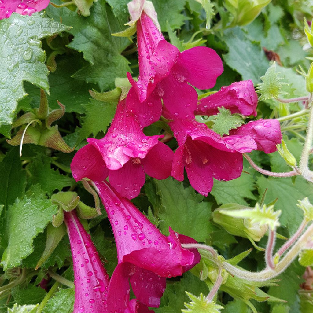 Rose Lofos - Lophospermum scandens Rosea - Voluble Climbing Snapdragon