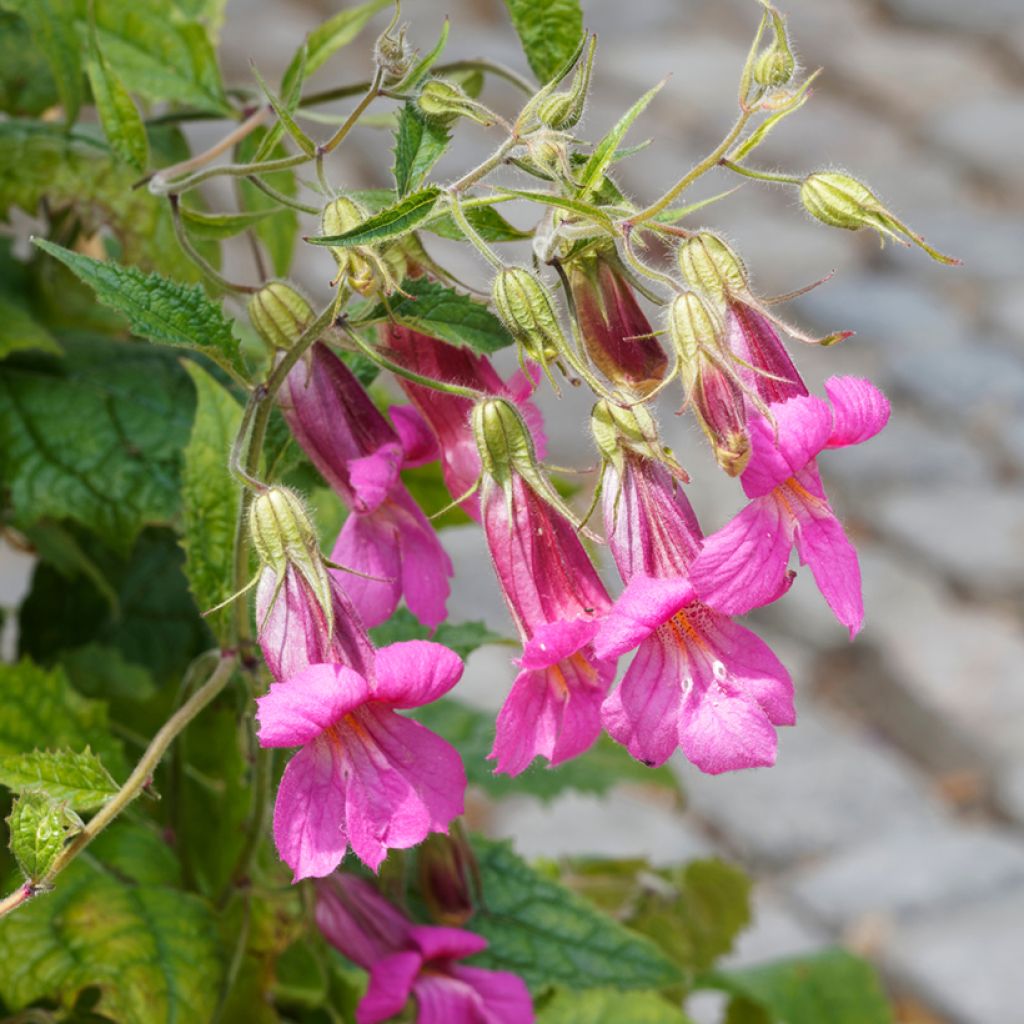 Lophospermum scandens Rosea - Climbing Gloxinia