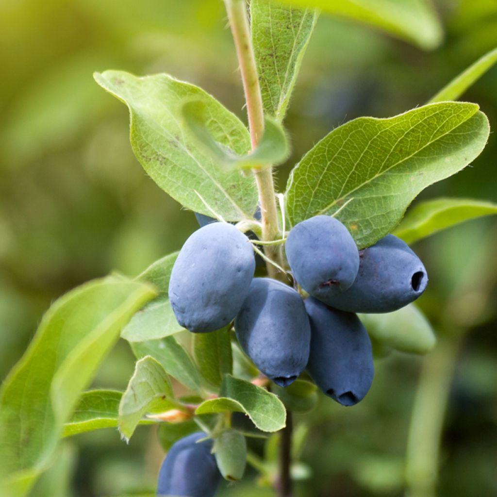 Lonicera caerulea Strawberry Sensation - Camérisier bleu