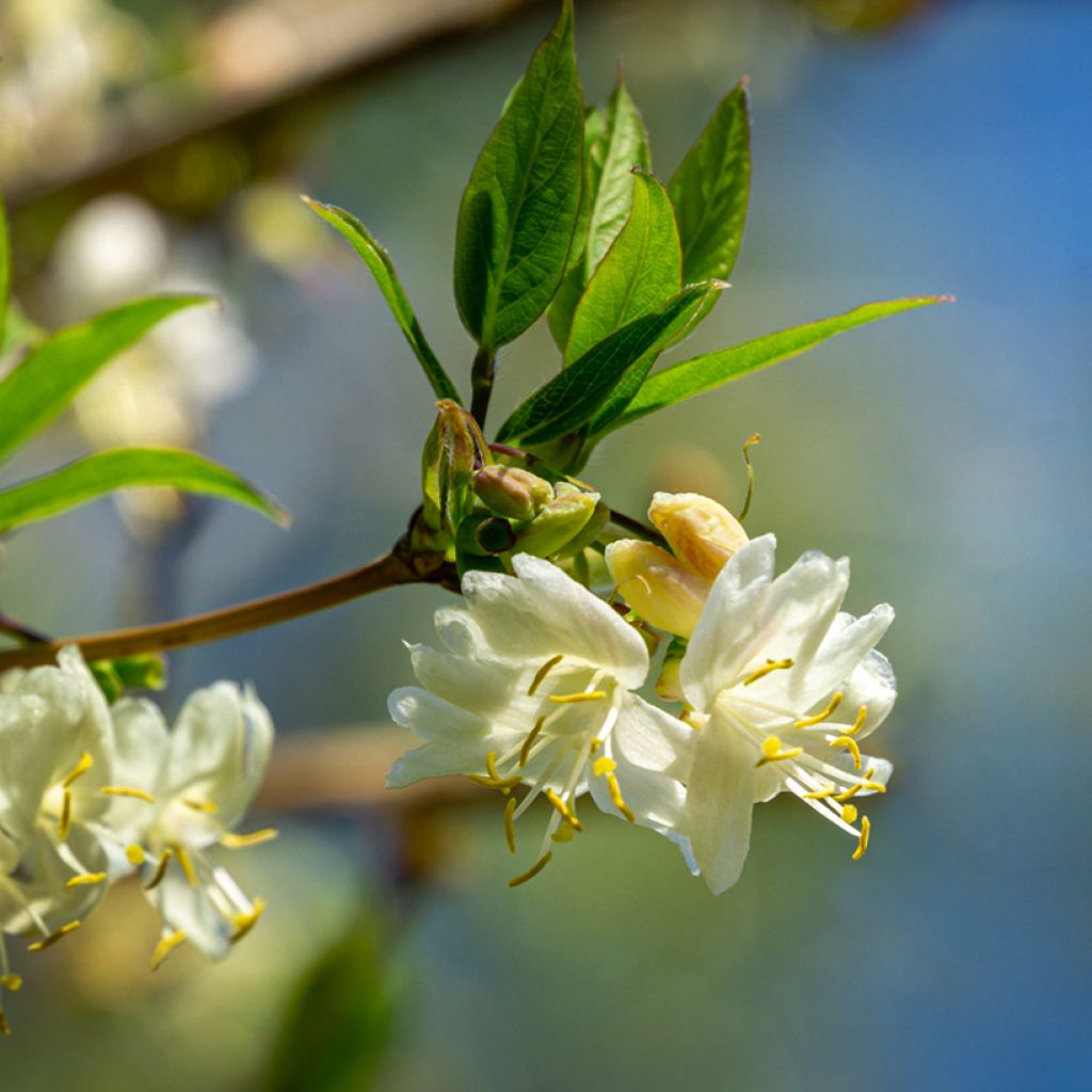 Lonicera fragrantissima - Winter Honeysuckle