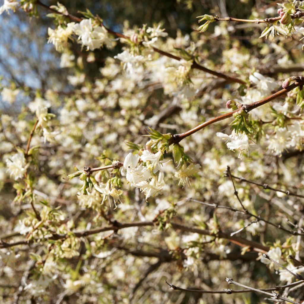 Lonicera fragrantissima - Winter Honeysuckle