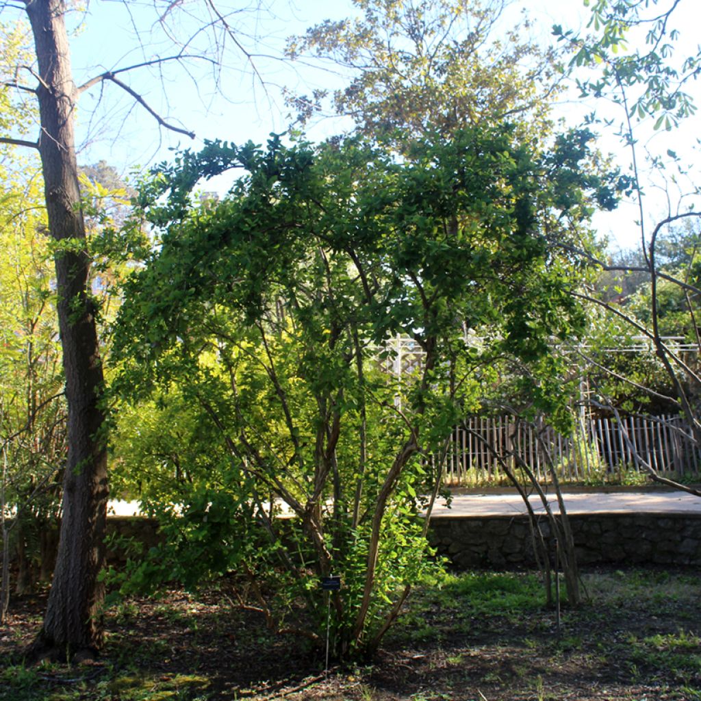 Lonicera fragrantissima - Winter Honeysuckle