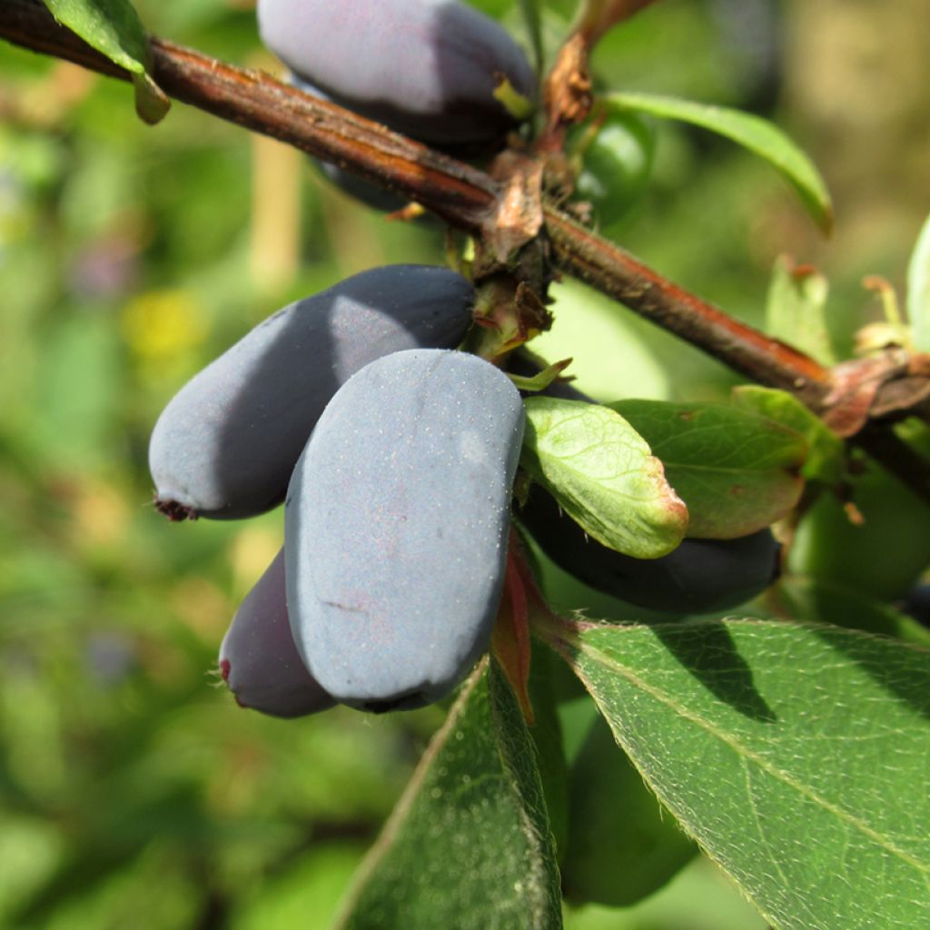 Honeyberry Kulon - Lonicera caerulea var. kamtschatica Leningradzkij 