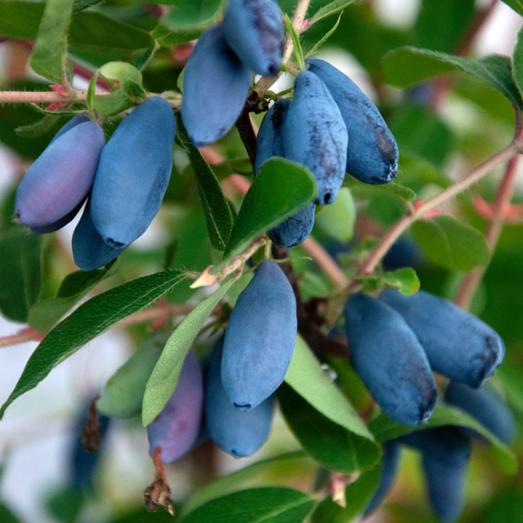 Honeyberry Troe Druzej - Lonicera caerulea var. kamtschatica