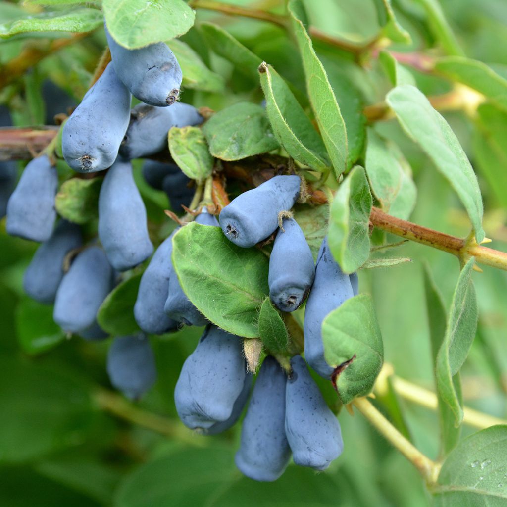 Honeyberry Zojka - Lonicera caerulea var. kamtschatica