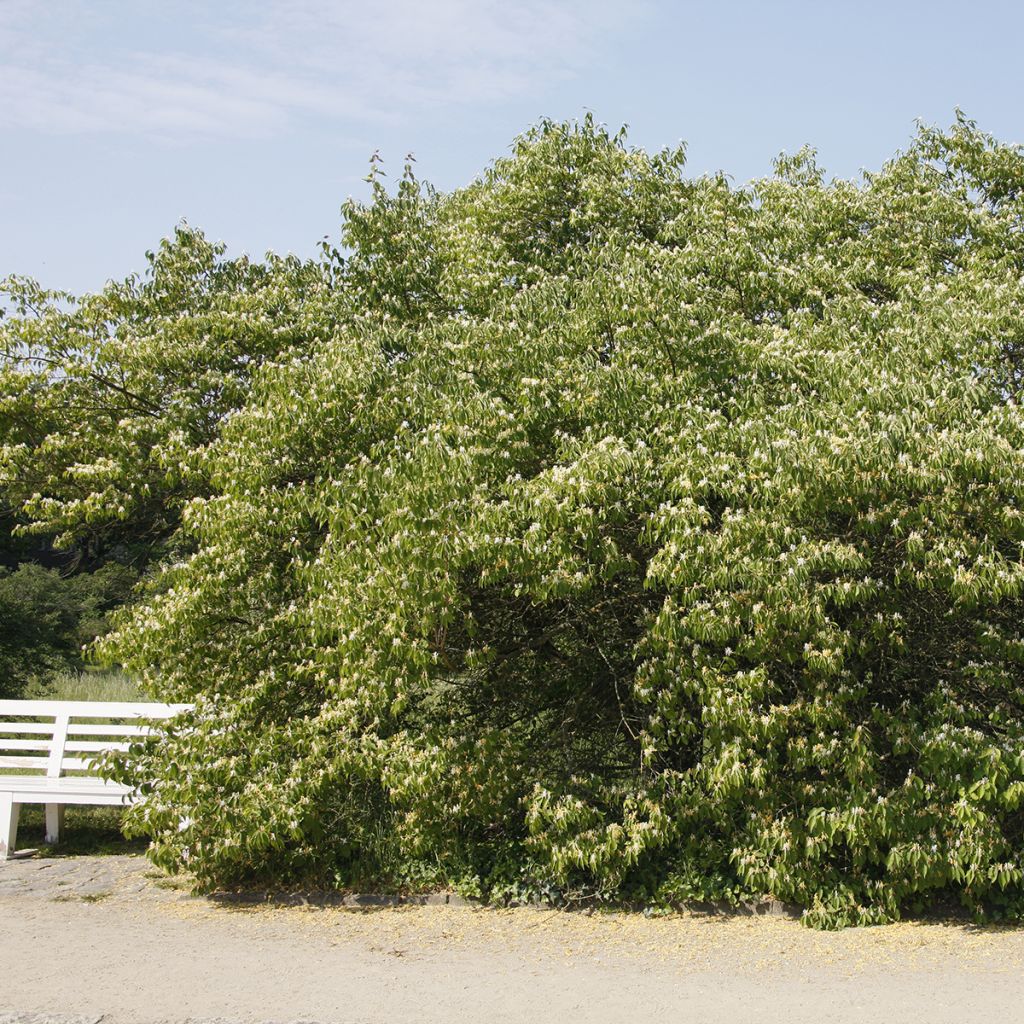 Lonicera maackii 