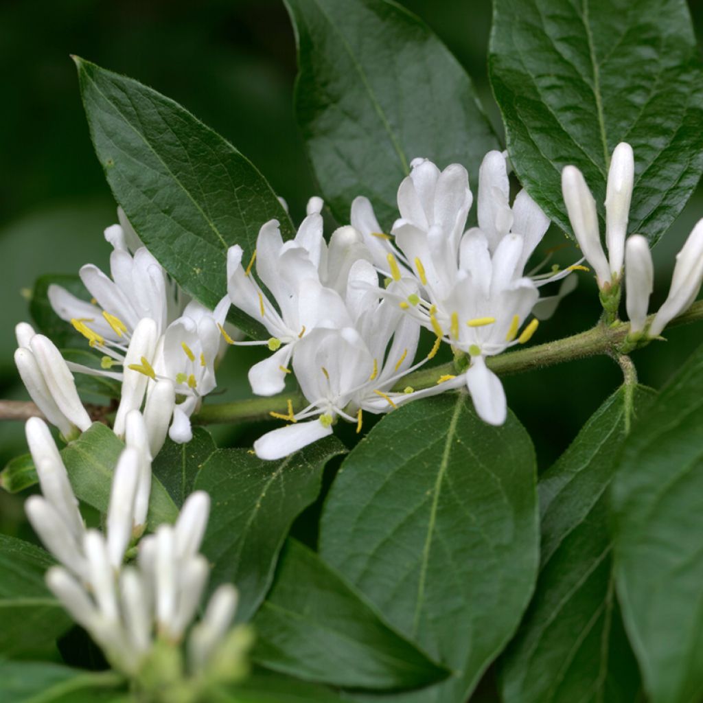 Lonicera maackii 