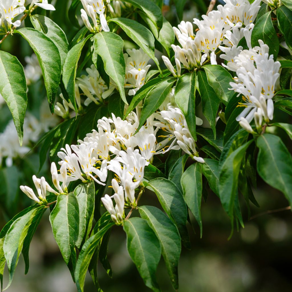 Lonicera maackii 