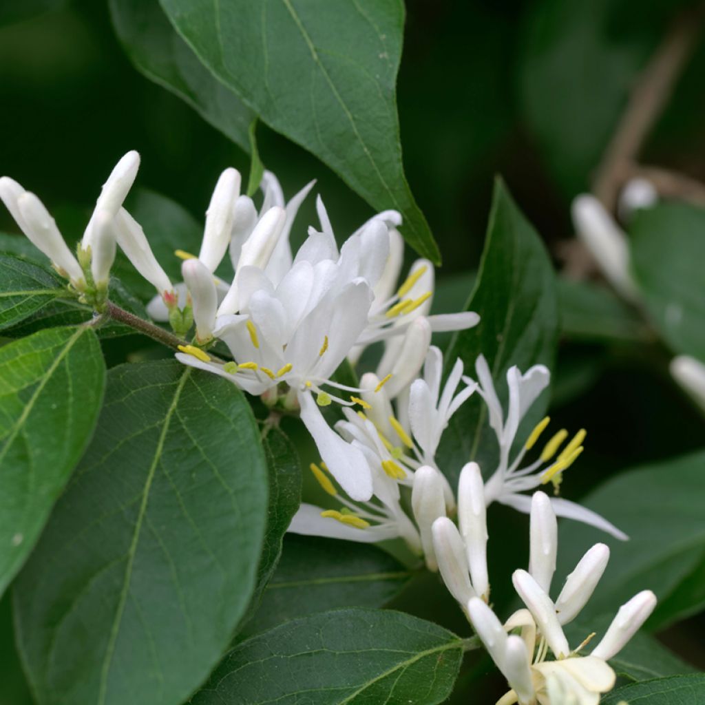 Lonicera maackii 