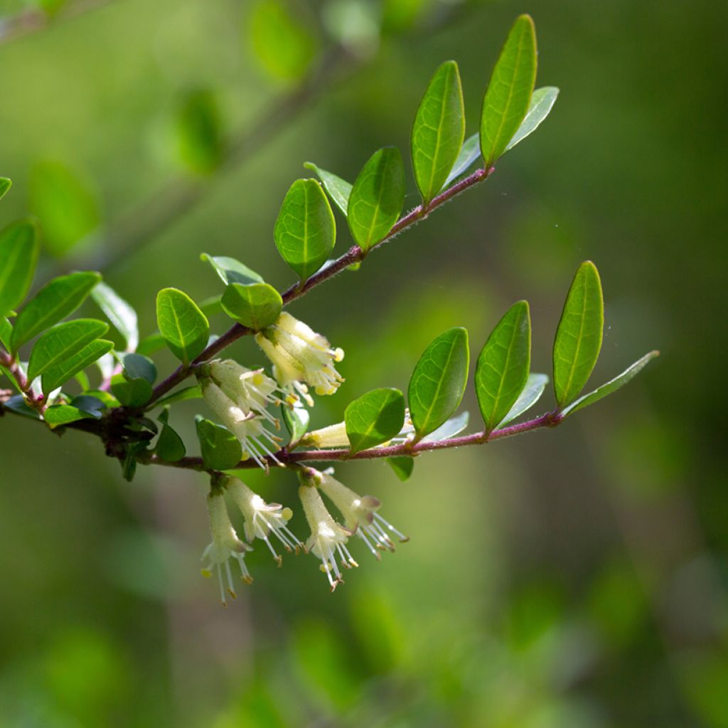 Lonicera pileata - Box Honeysuckle