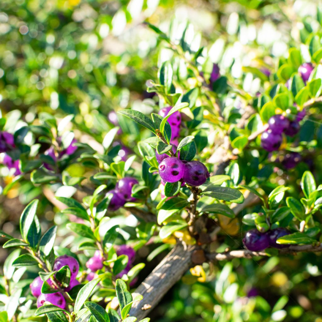 Lonicera pileata - Box Honeysuckle