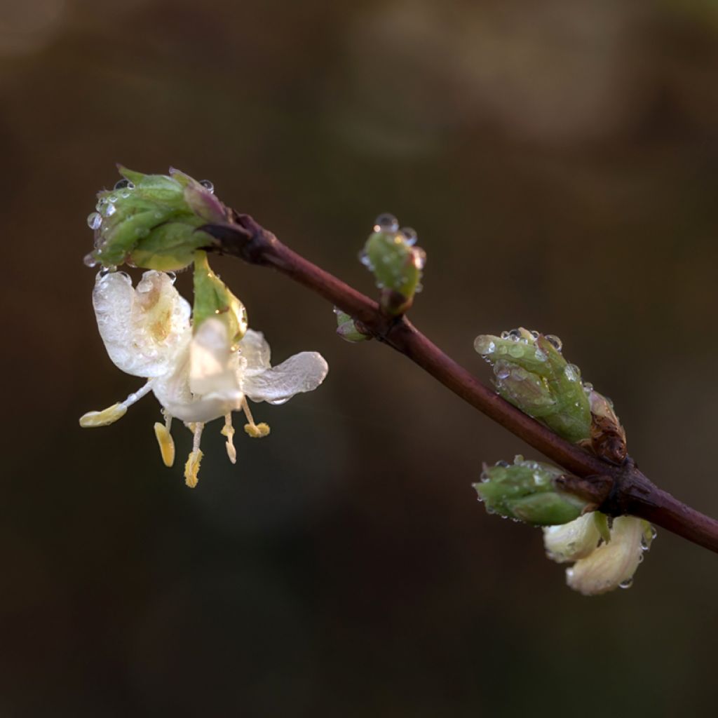 Lonicera x purpusii Winter Beauty