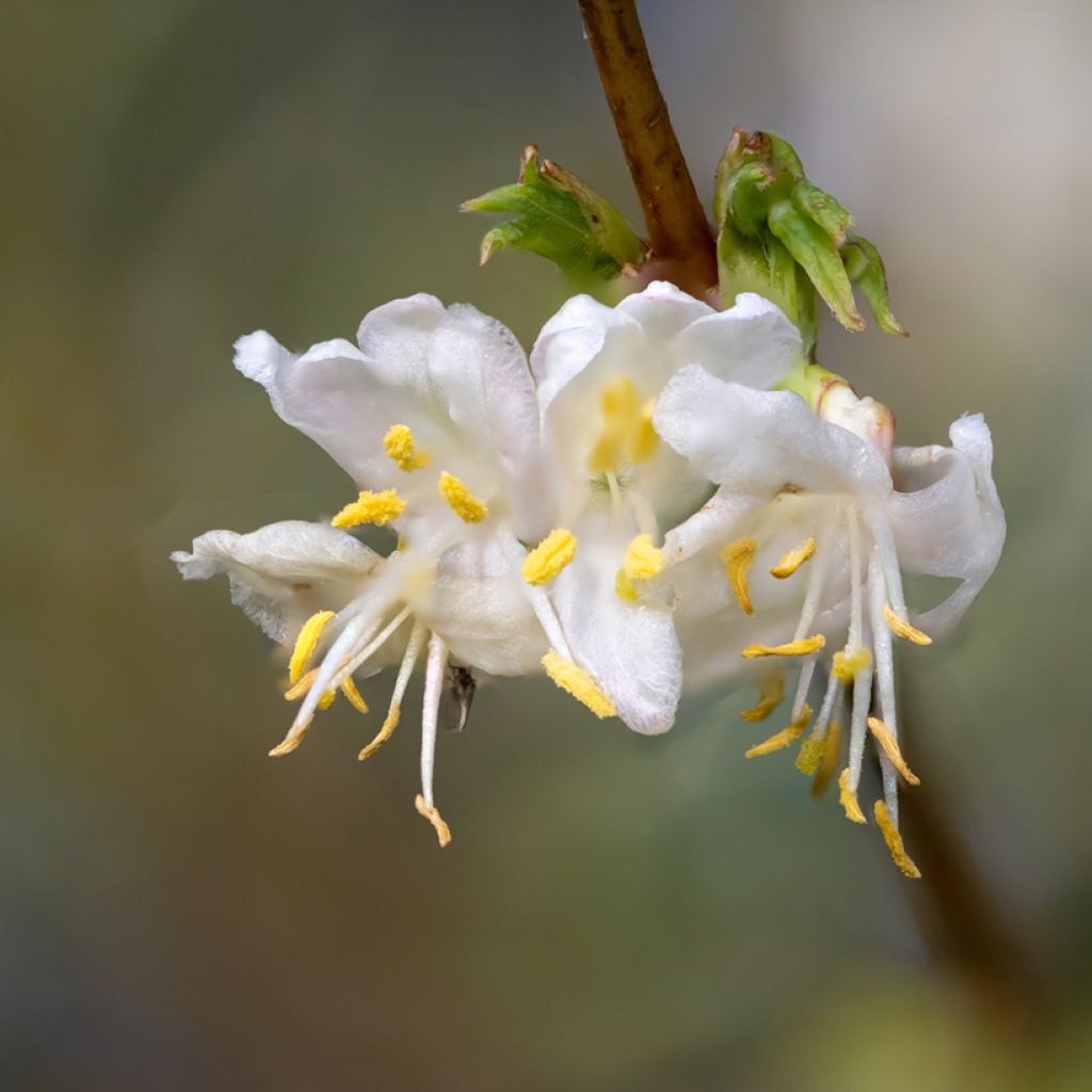 Lonicera x purpusii Winter Beauty