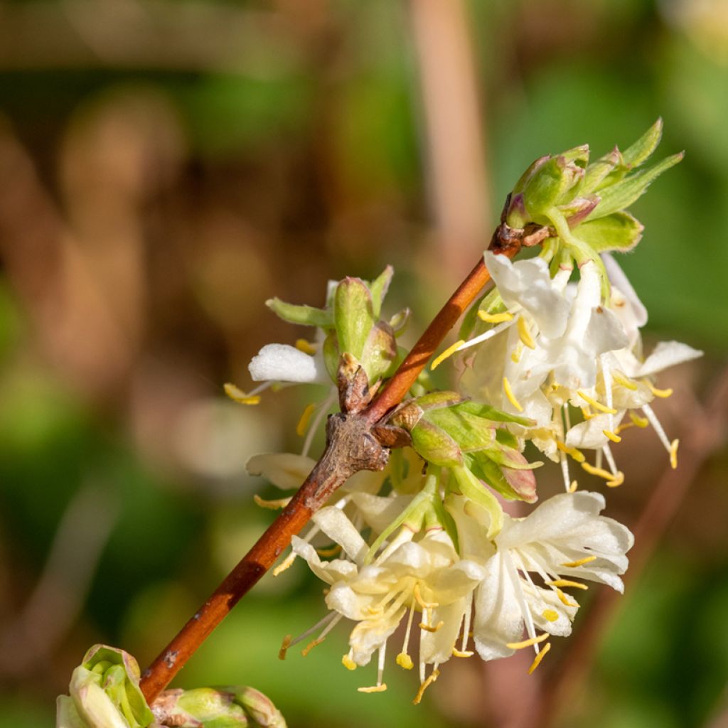 Lonicera x purpusii Winter Beauty