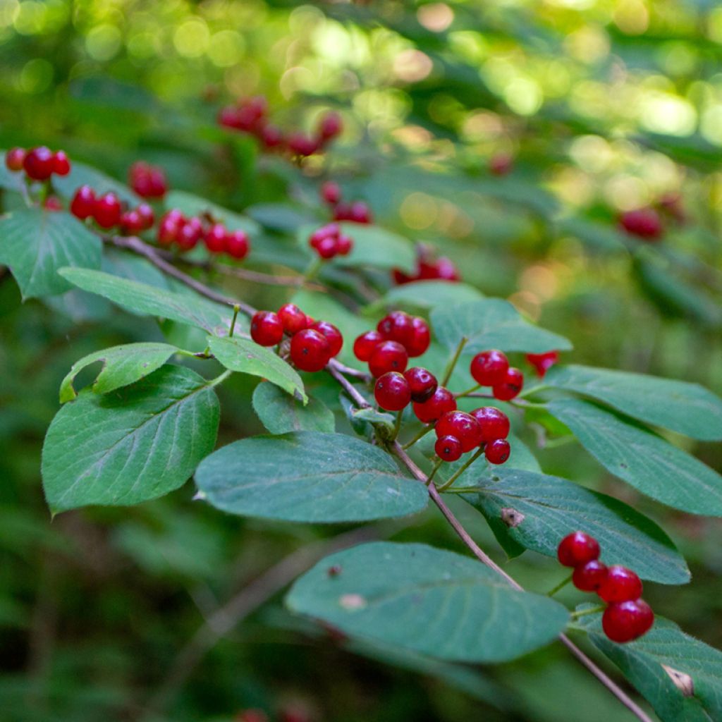 Lonicera tatarica - Tatarian Honeysuckle