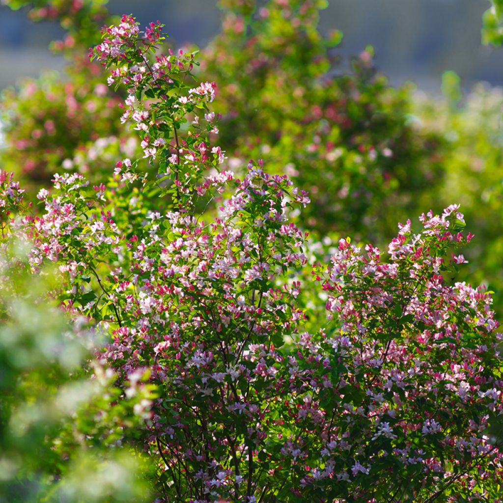 Lonicera tatarica - Tatarian Honeysuckle