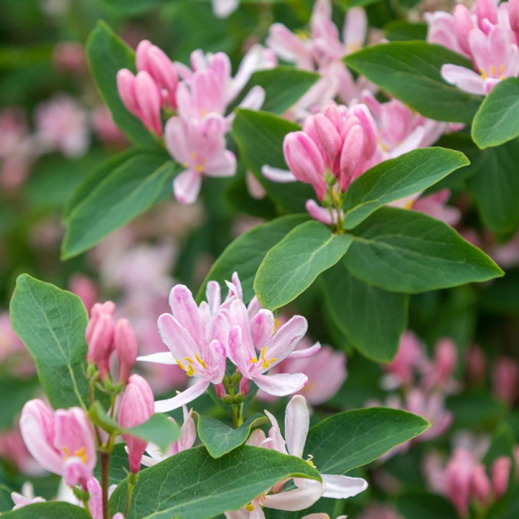 Lonicera tatarica - Tatarian Honeysuckle