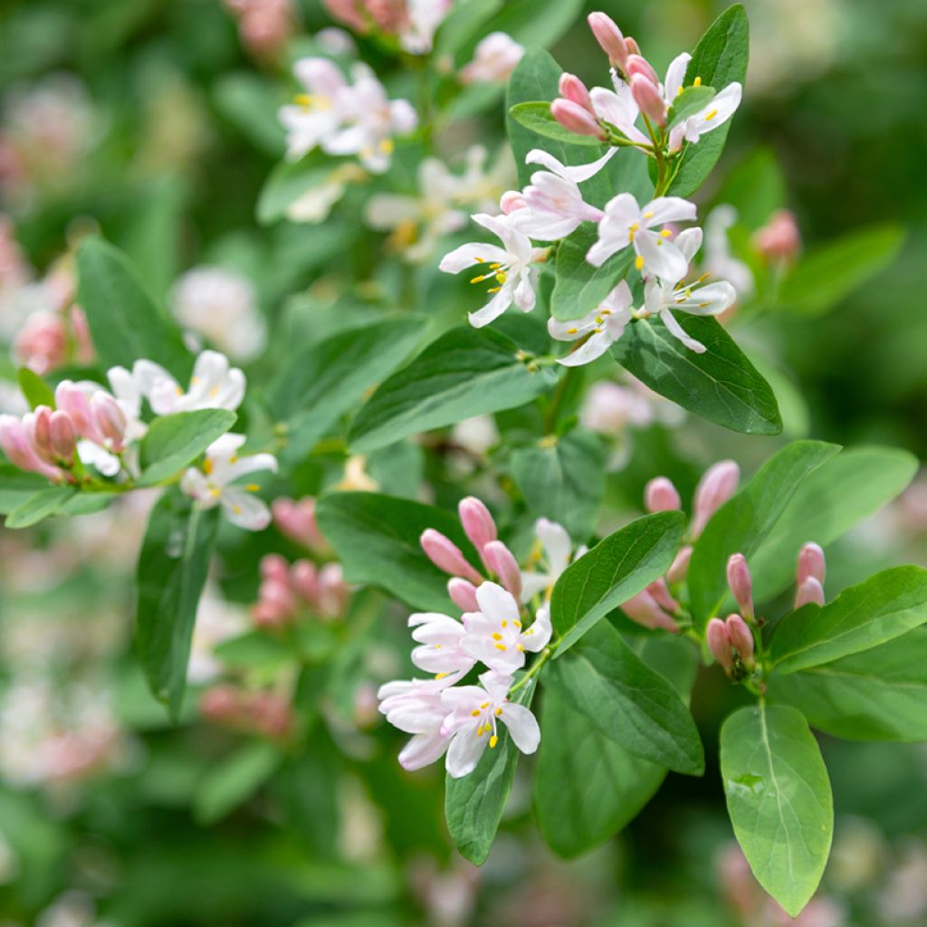 Lonicera tatarica - Tatarian Honeysuckle