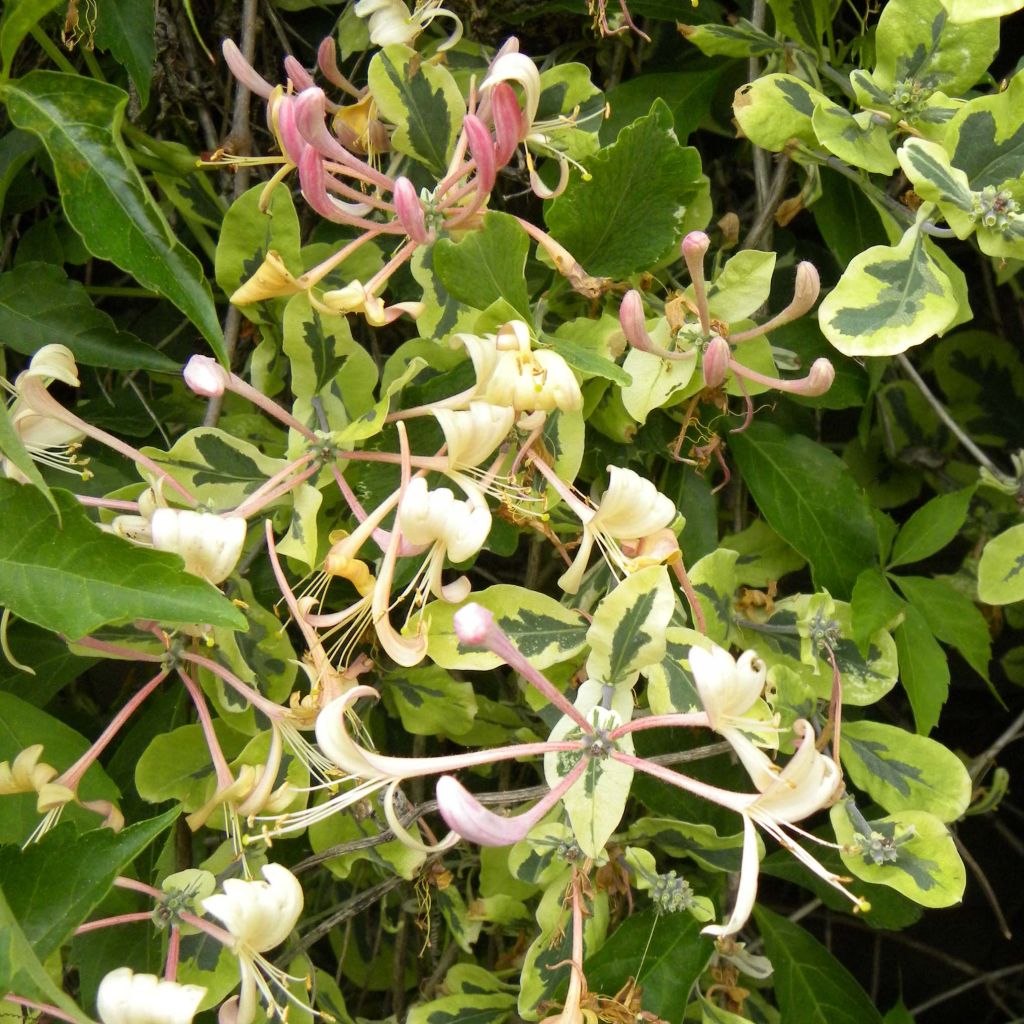 Lonicera caprifolium var. Italica Harlequin 'Sherlite'