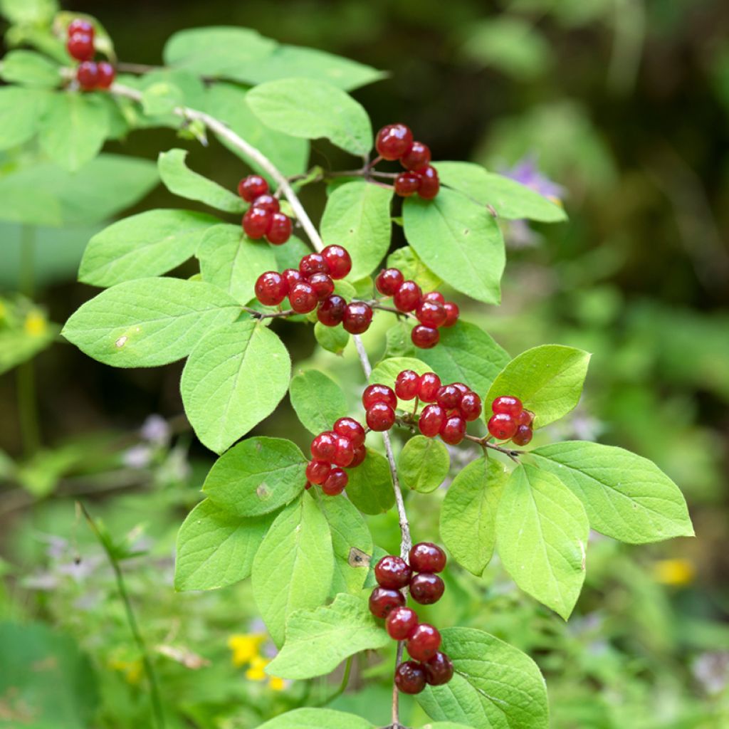 Lonicera xylosteum