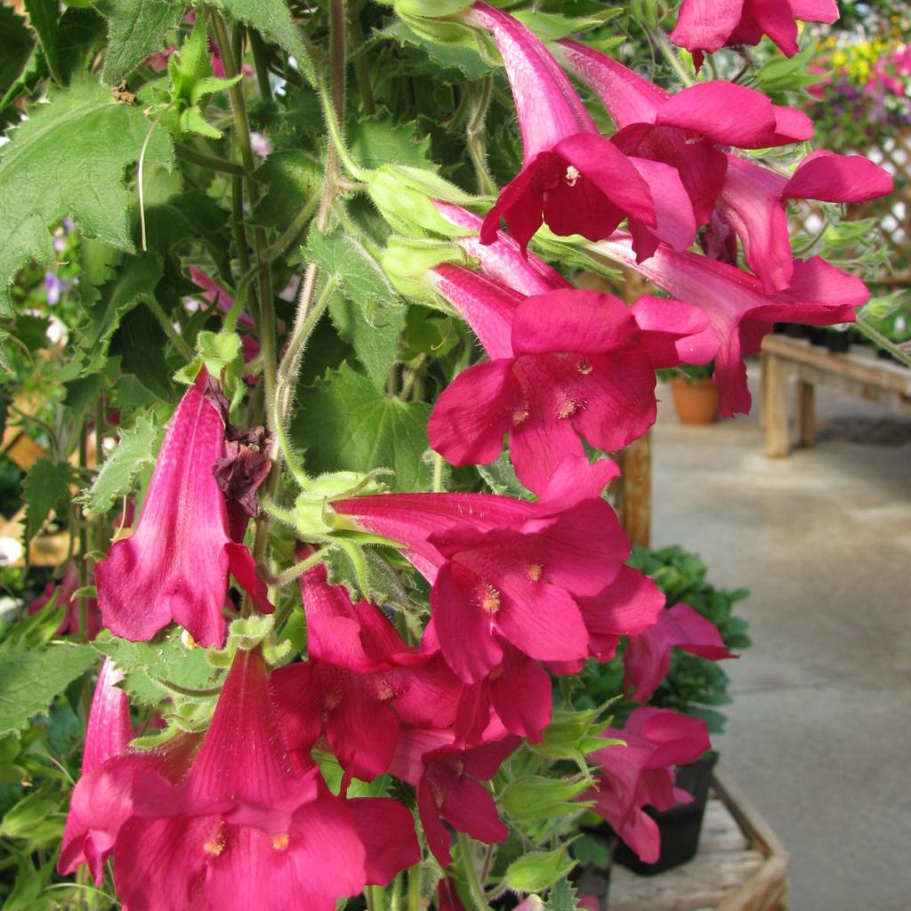 Lophospermum scandens Rosea - Climbing Gloxinia