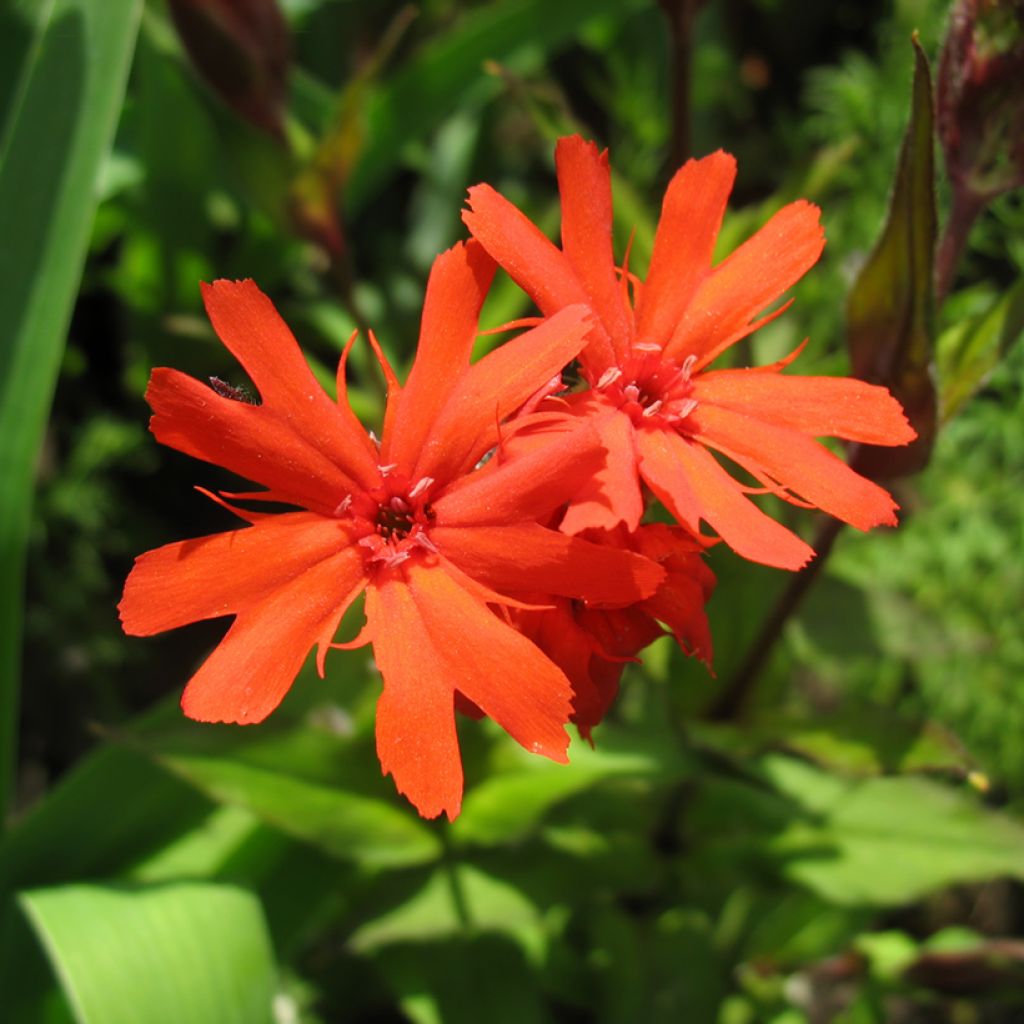 Lychnis x haageana Molten Lava