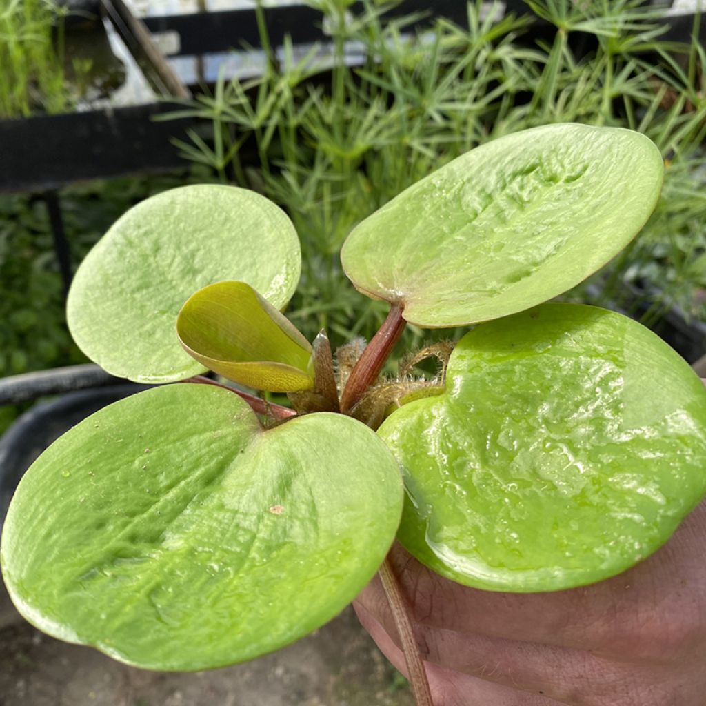 Limnobium laevigatum - Smooth frogbit