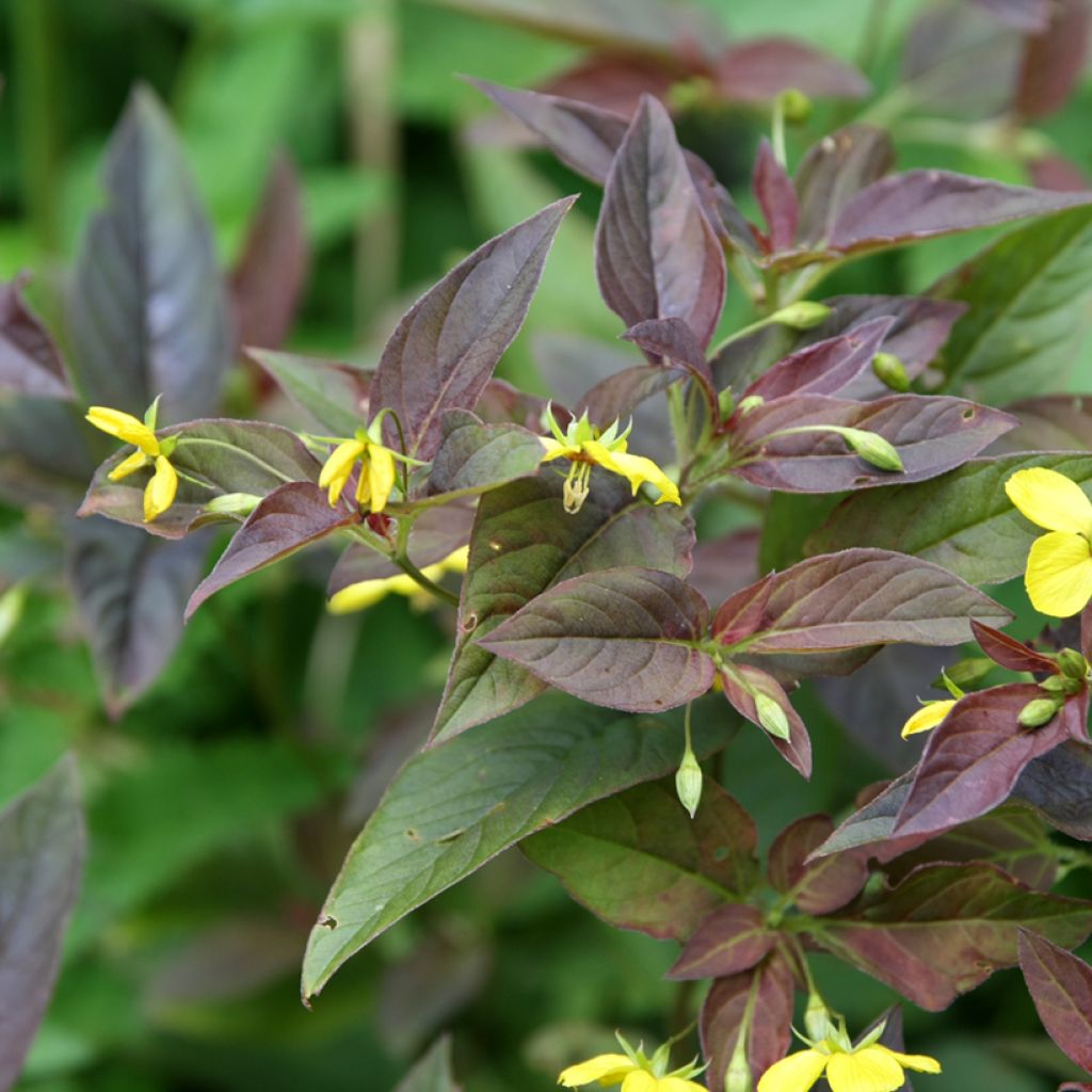 Lysimachia ciliata Firecracker - Loosestrife