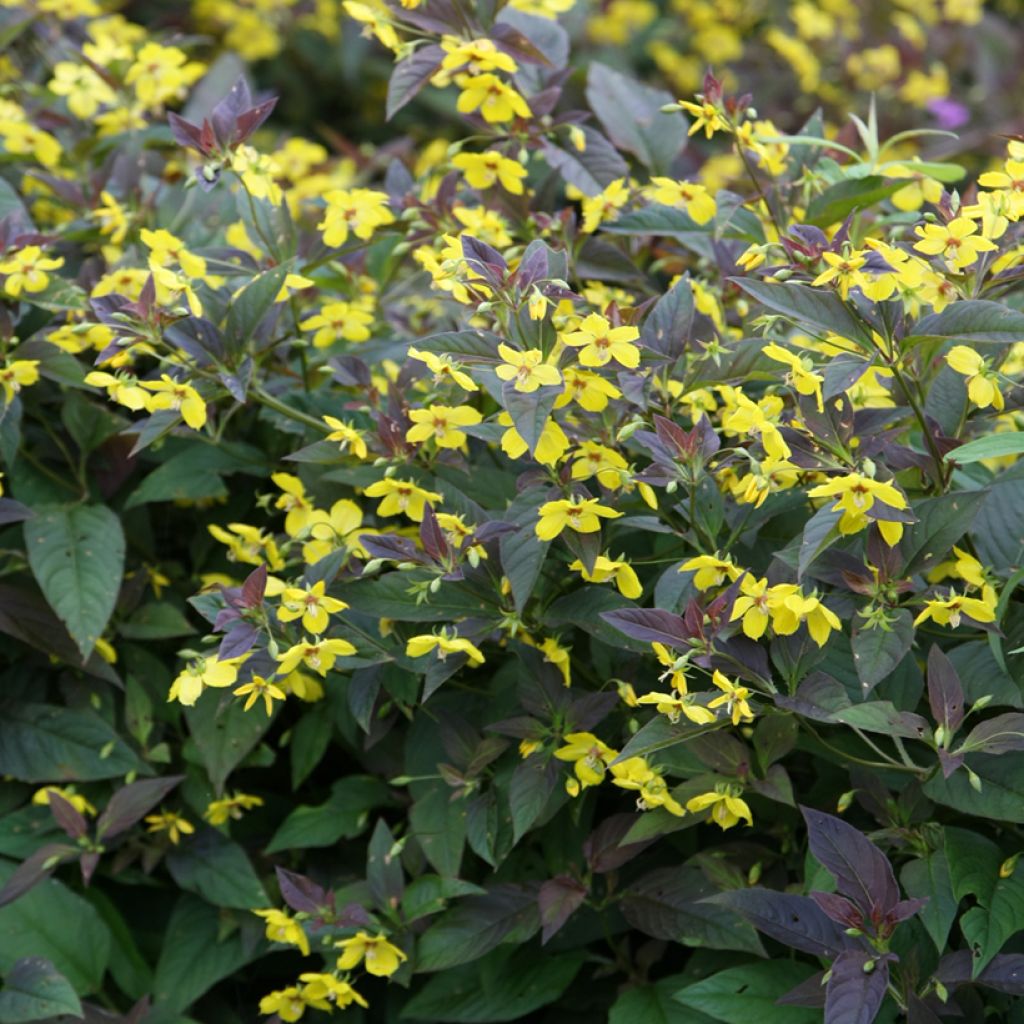 Lysimachia ciliata Firecracker - Loosestrife