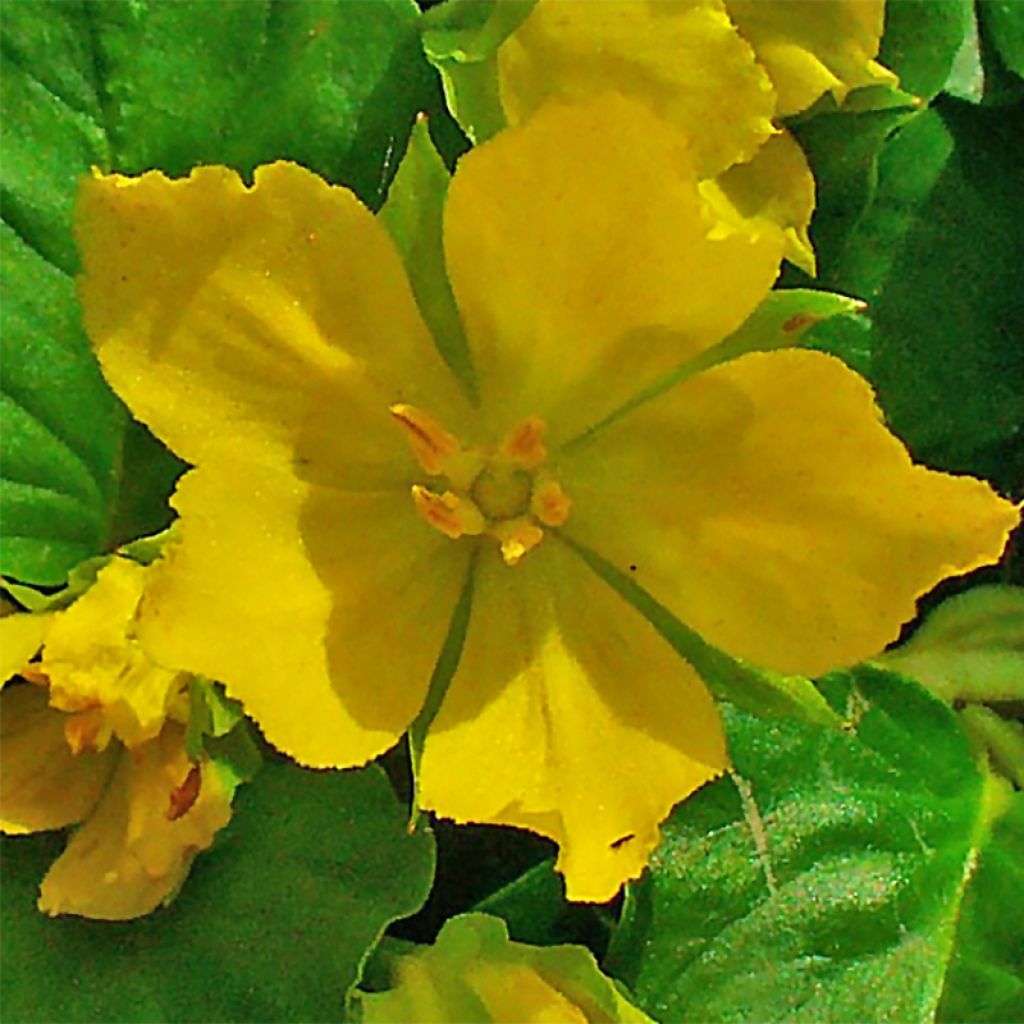 Lysimachia nummularia - Creeping Jenny