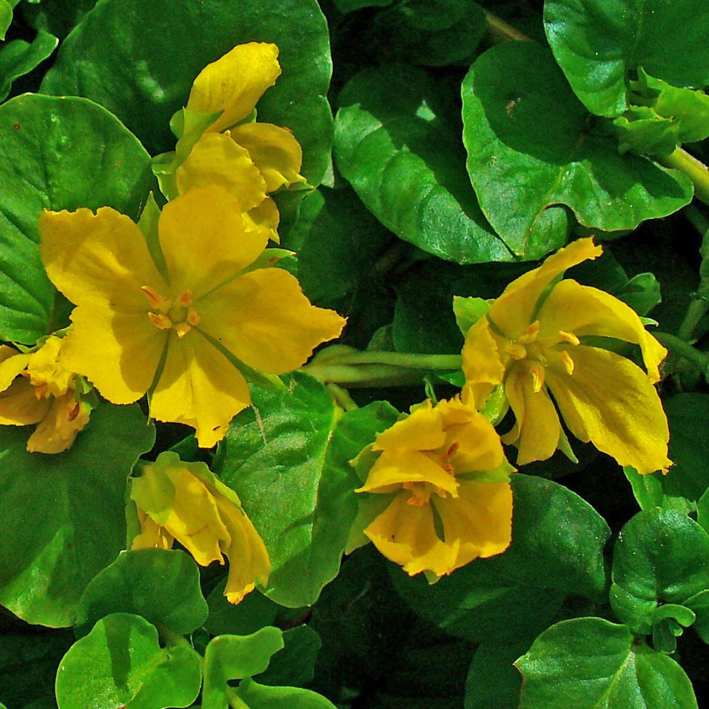 Lysimachia nummularia - Creeping Jenny