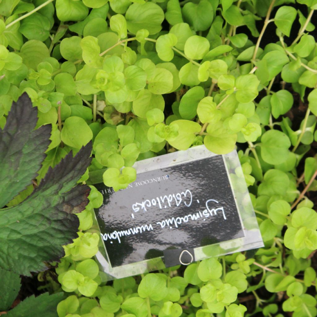 Lysimachia nummularia Goldilocks - Creeping Jenny