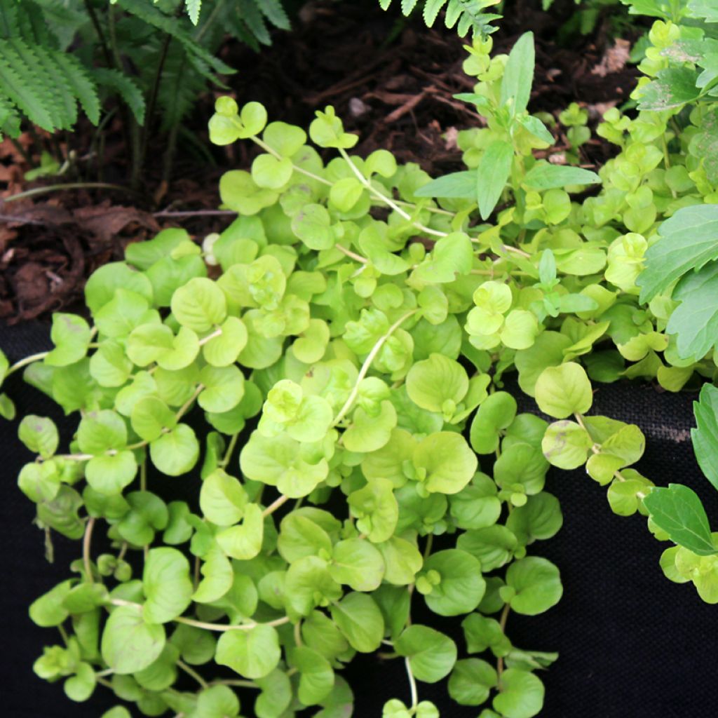 Lysimachia nummularia Goldilocks - Creeping Jenny