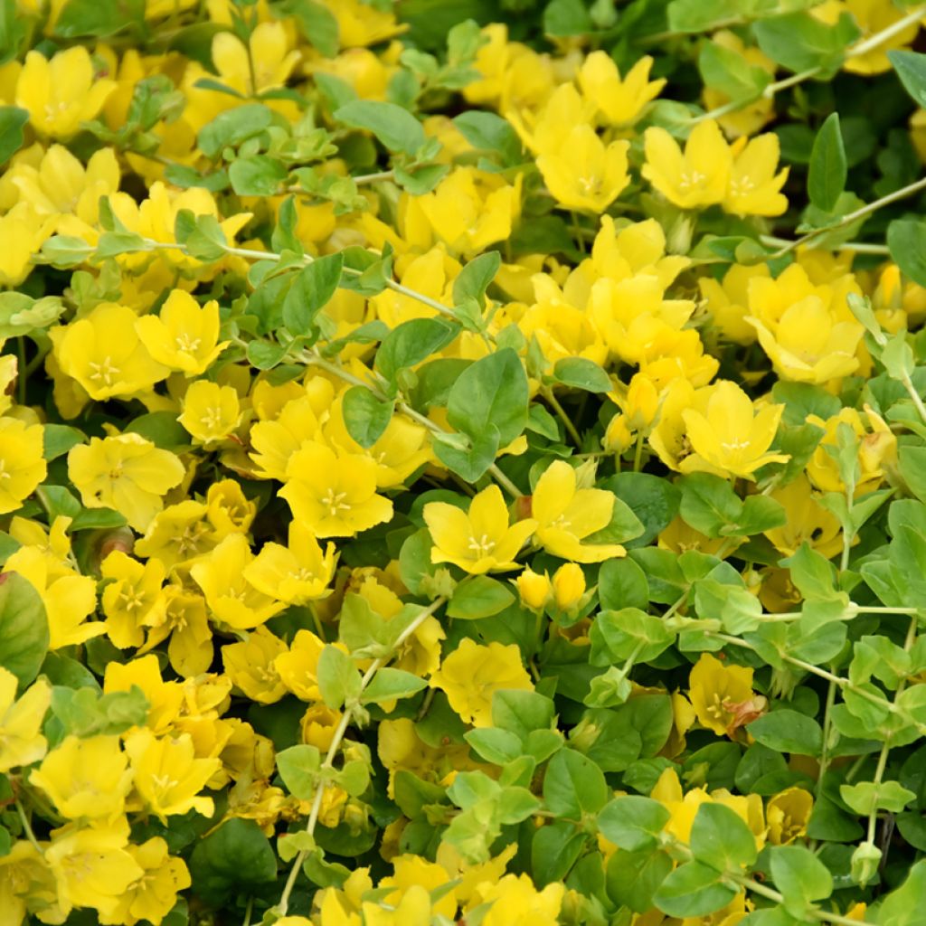 Lysimachia nummularia - Creeping Jenny