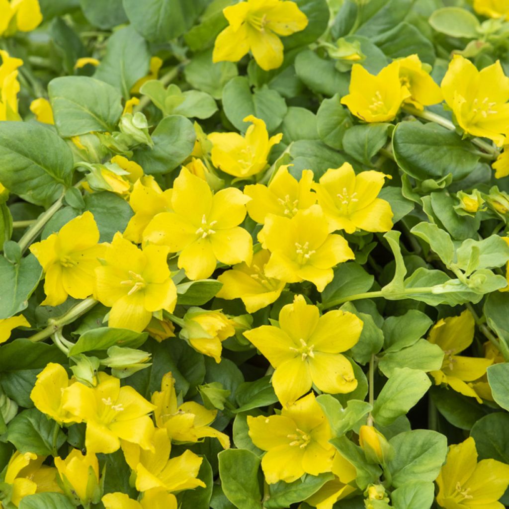 Lysimachia nummularia - Creeping Jenny