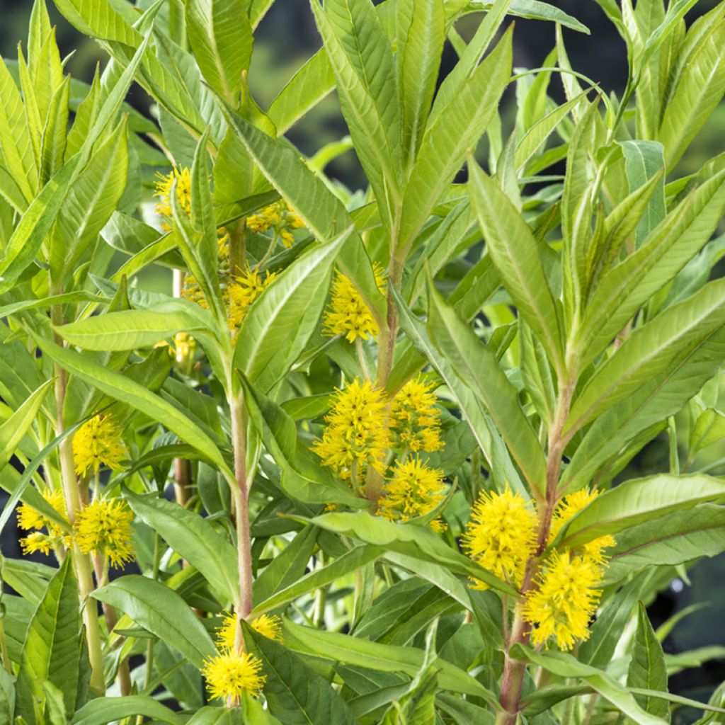 Lysimachia thyrsiflora