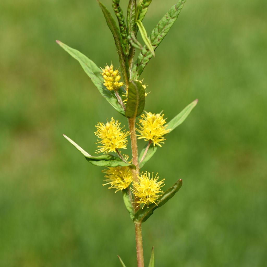 Lysimachia thyrsiflora