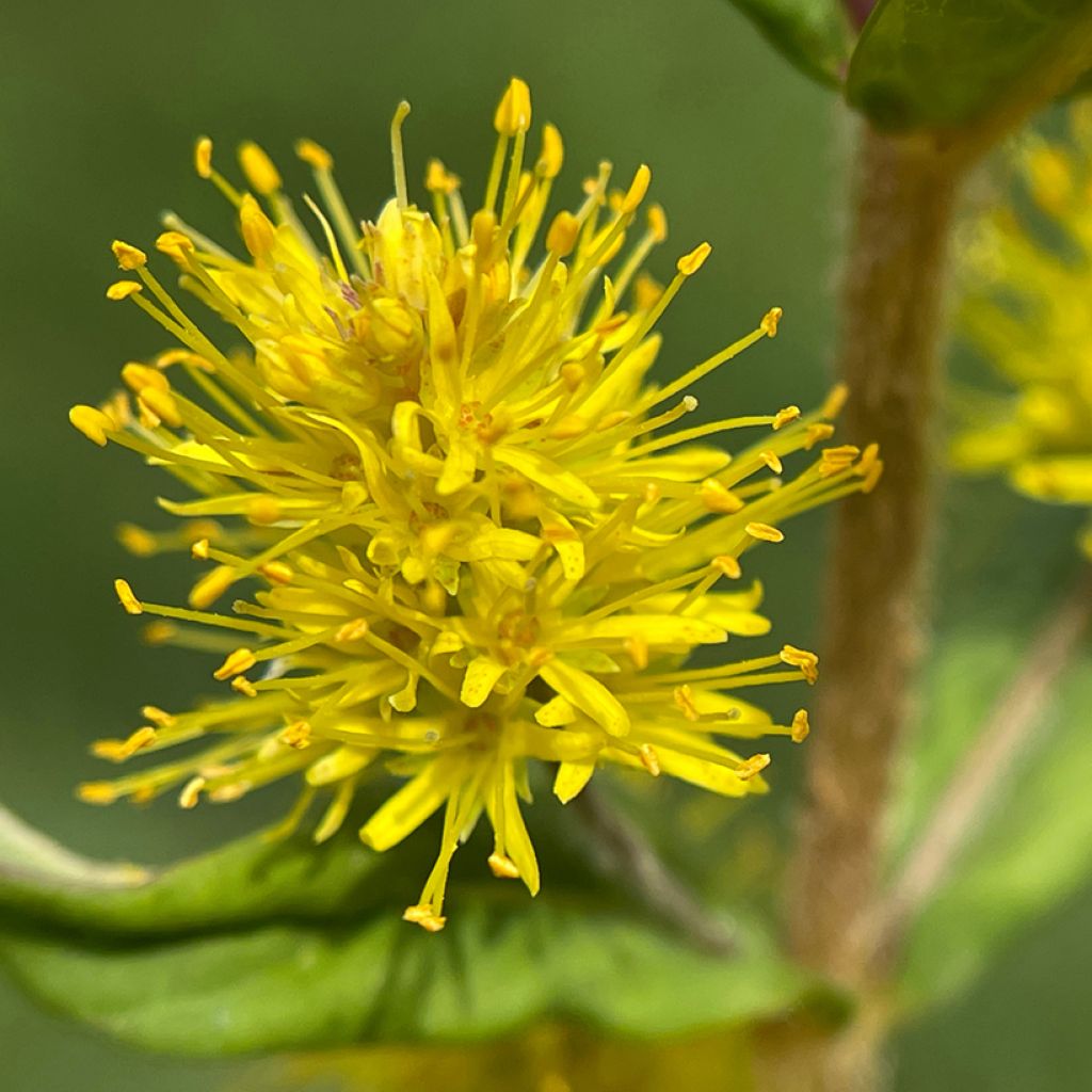 Lysimachia thyrsiflora